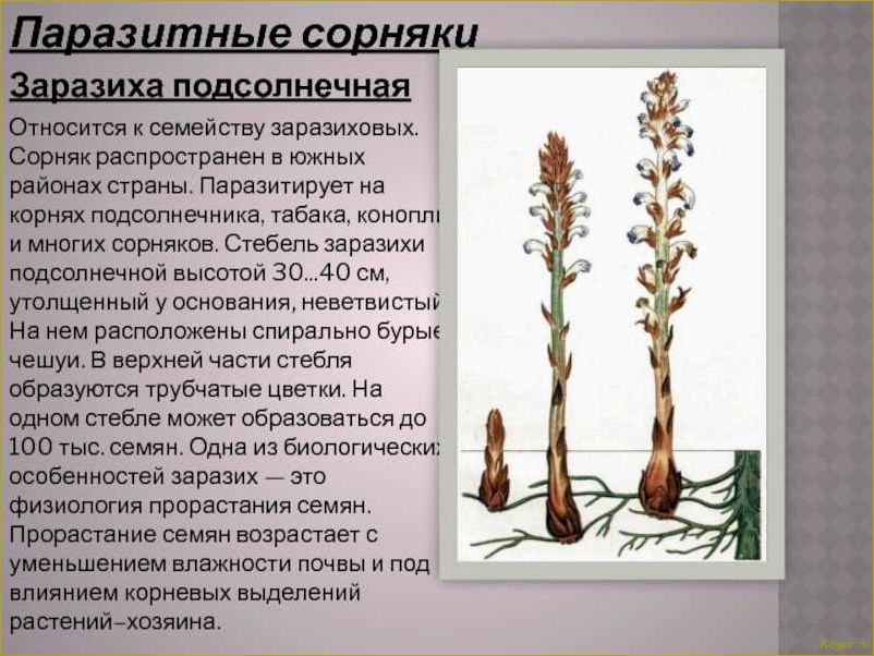 Чем опасна заразиха подсолнечная и как избавиться от этого растения-паразита