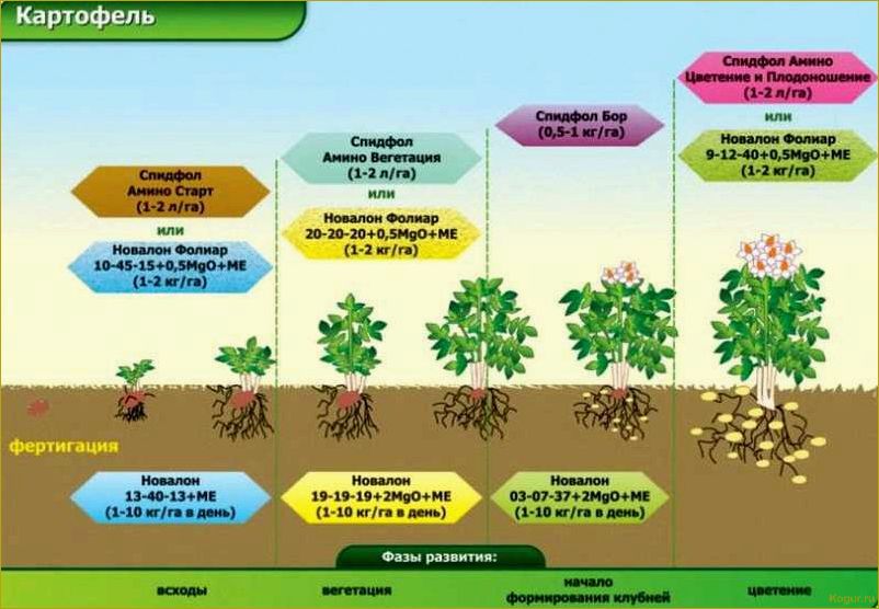 Удобрение лука весной, летом и осенью: эффективные методы и советы