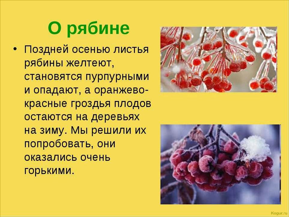 Болезни рябины обыкновенной: изучаем и начинаем борьбу