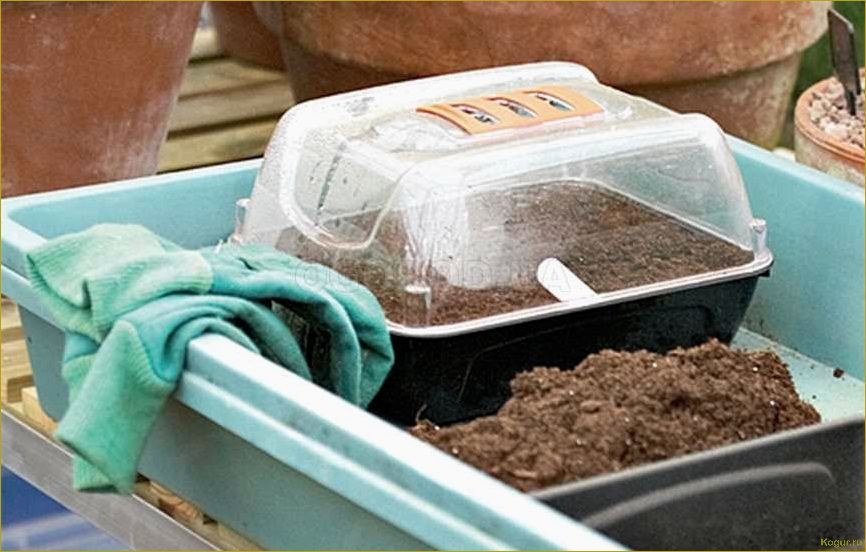 Стратификация семян в домашних условиях: основные методы и рекомендации