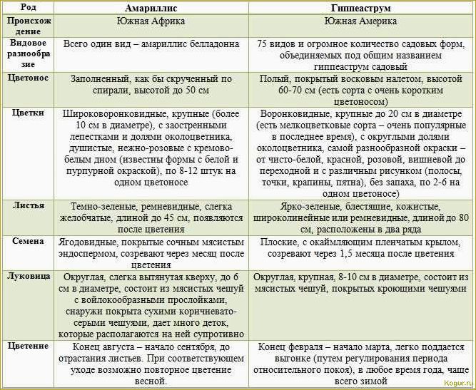 Как различить гиппеаструм и амариллис?