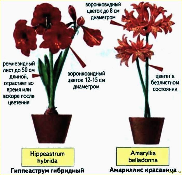 Как различить гиппеаструм и амариллис?