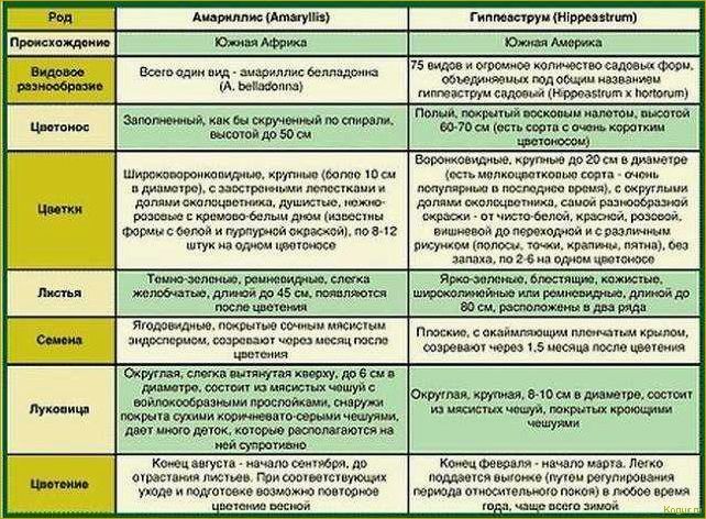 Как различить гиппеаструм и амариллис?