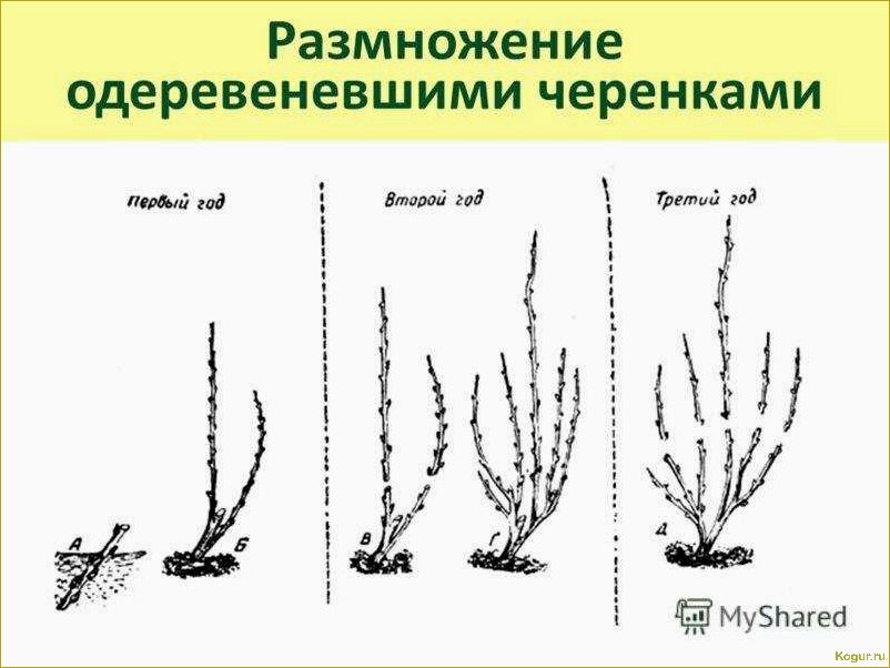 Уход за смородиной осенью: полезные советы