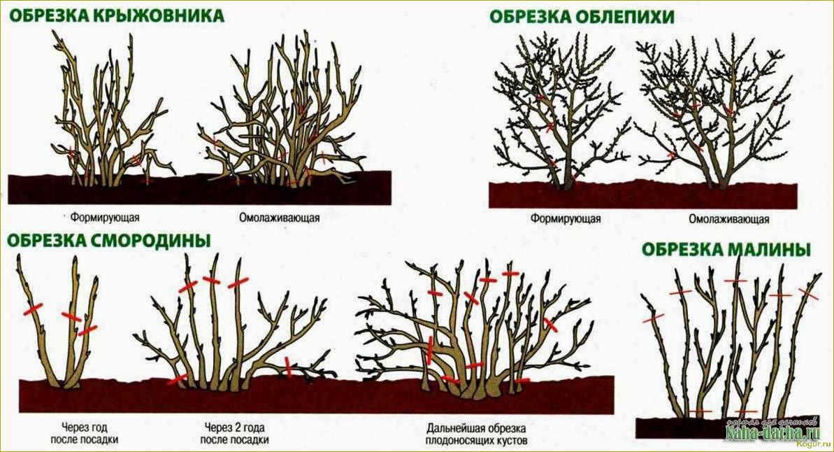 Уход за смородиной осенью: полезные советы