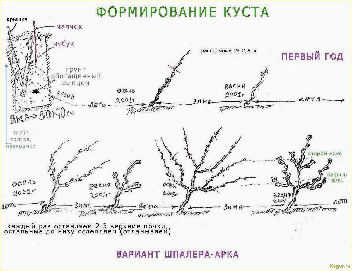 Основы выращивания и ухода за виноградом сорта Долгожданный