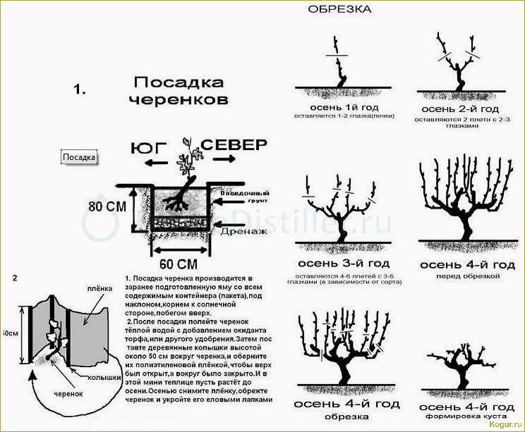 Основы выращивания и ухода за виноградом сорта Долгожданный