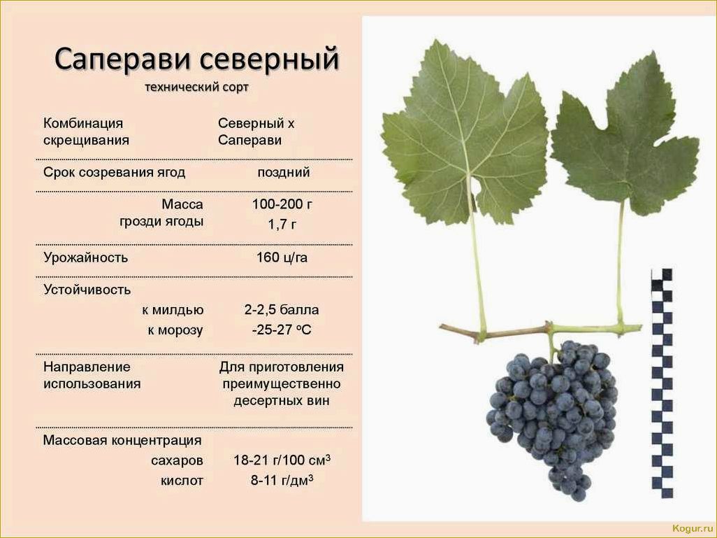 Основы выращивания и ухода за виноградом сорта Долгожданный