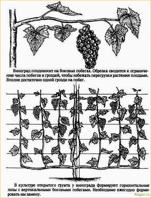 Основы выращивания и ухода за виноградом сорта Долгожданный