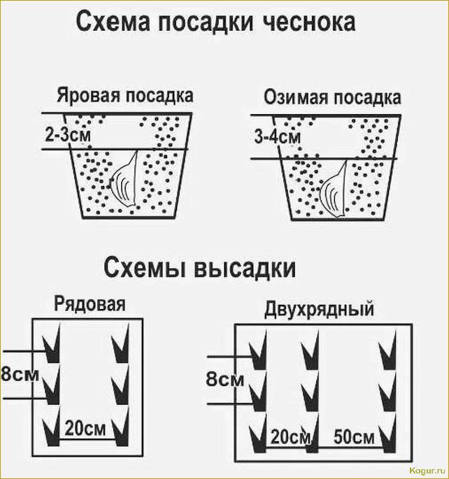 Особенности посадки чеснока в открытый грунт весной