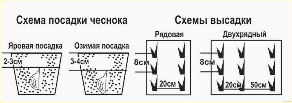 Особенности посадки чеснока в открытый грунт весной