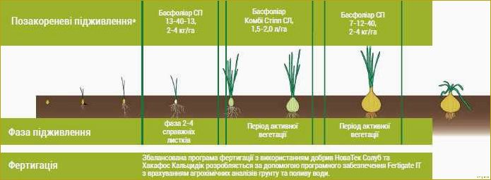 Особенности посадки чеснока в открытый грунт весной