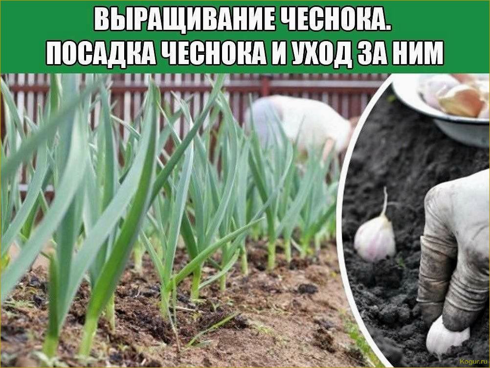 Особенности посадки чеснока в открытый грунт весной