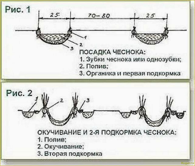 Особенности посадки чеснока в открытый грунт весной