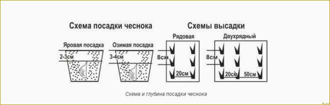 Особенности посадки чеснока в открытый грунт весной