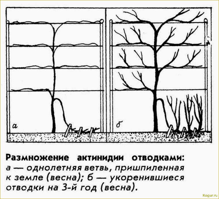 Особенности сорта, посадки и ухода за актинидией коломикта