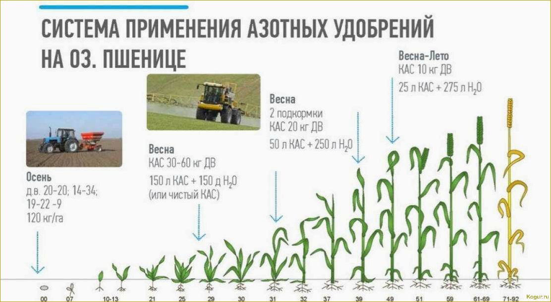 Секреты успешного выращивания озимой пшеницы: особенности и советы