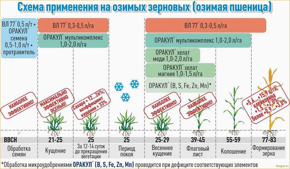 Секреты успешного выращивания озимой пшеницы: особенности и советы