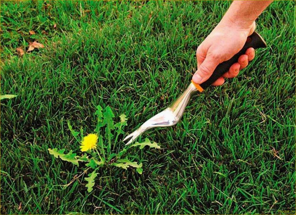Современные способы борьбы с сорняками на огороде: прополка, гербициды и мульчирование