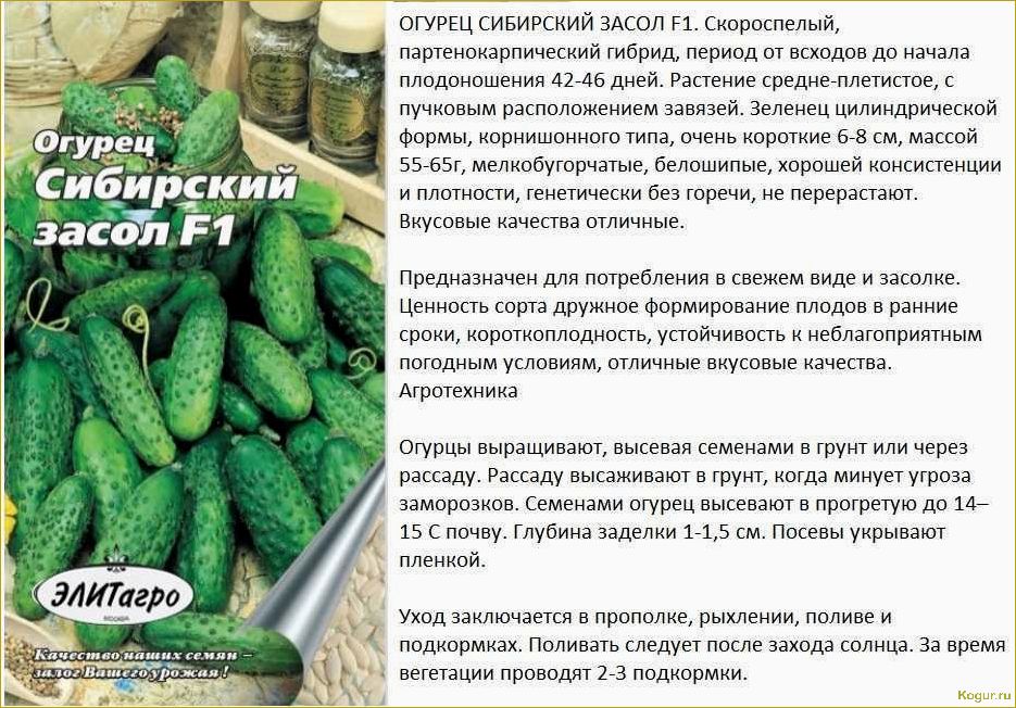 Сорта огурцов для засолки и консервирования: лучшие рекомендации