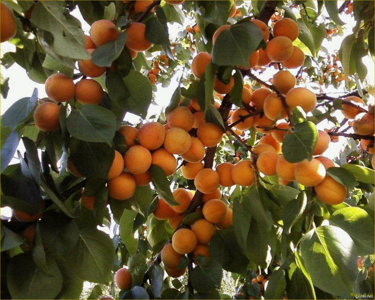 Самый красивый абрикос Маньчжурский удивит не только внешним видом