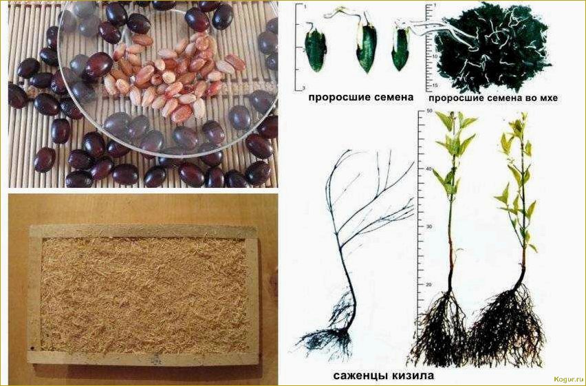 Справочник садовода: выращивание кизила в деталях