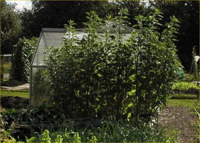 Топинамбур на дачном участке: выращивание и практические советы