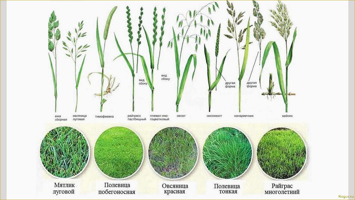 Трава для газона: разновидности и особенности выбора
