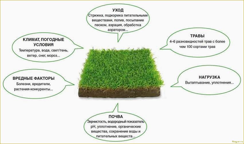 Трава для газона: разновидности и особенности выбора