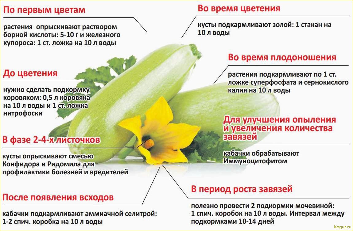 Когда правильно собирать тыкву, чтобы сохранить урожай