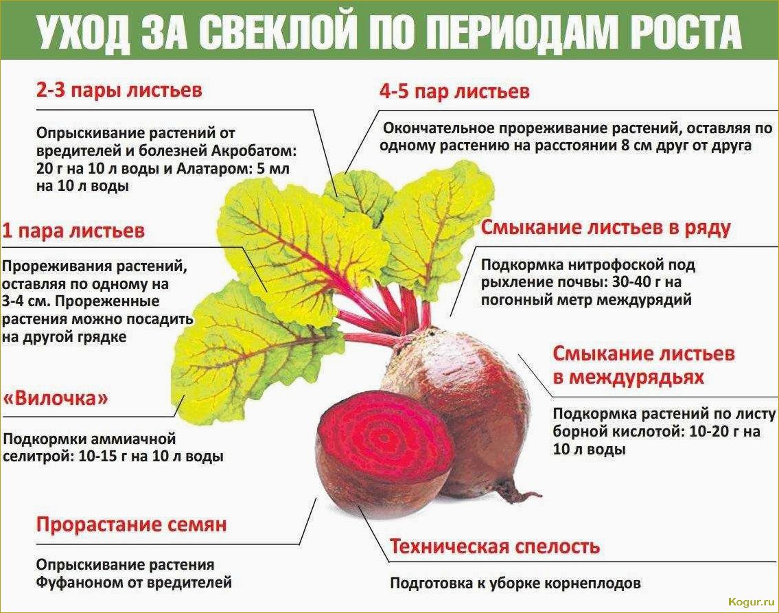 Как вырастить свеклу на даче в открытом грунте: советы и рекомендации