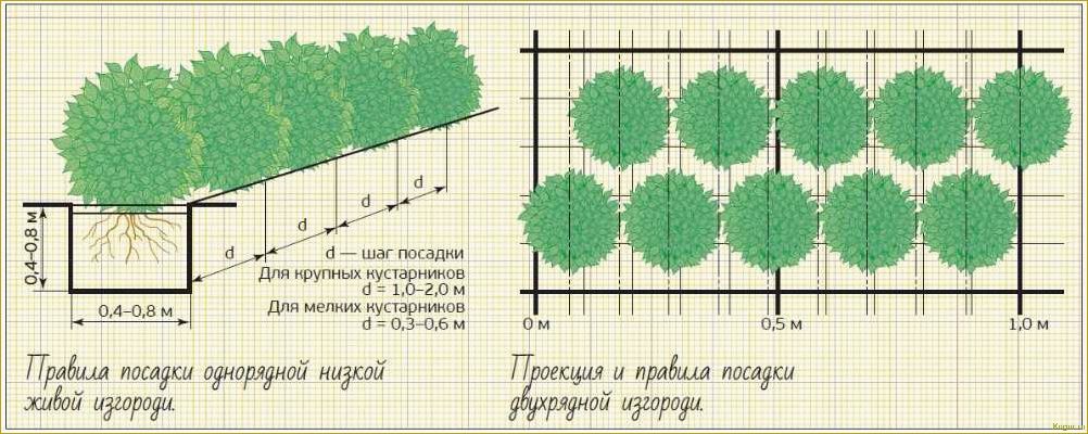 Живая изгородь из спиреи: выбор сорта, формирование и нюансы ухода