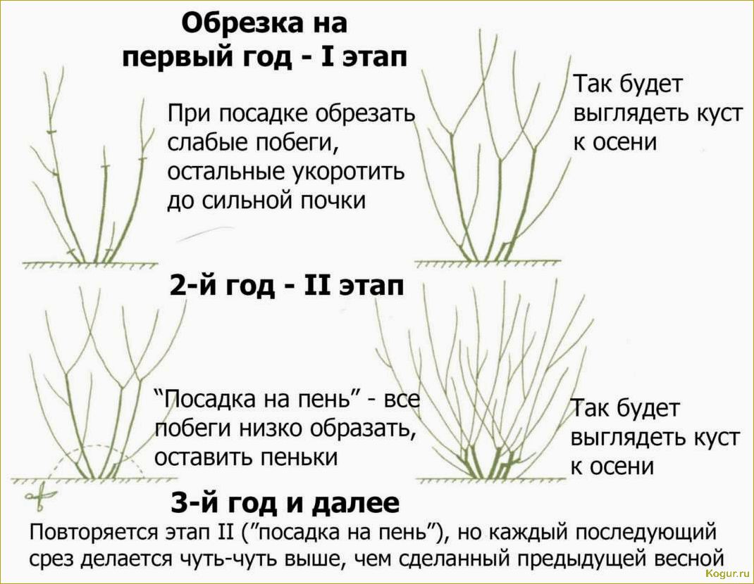 Живая изгородь из спиреи: выбор сорта, формирование и нюансы ухода