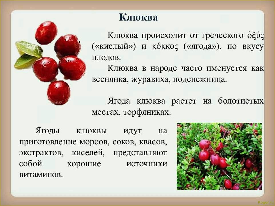 Все, что вы хотели знать о клюкве: места ее произрастания и правила сбора