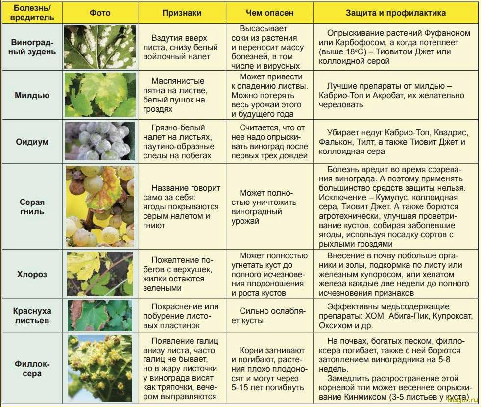 Изучаем заболевания виноградной лозы: анализ фотографий и описаний