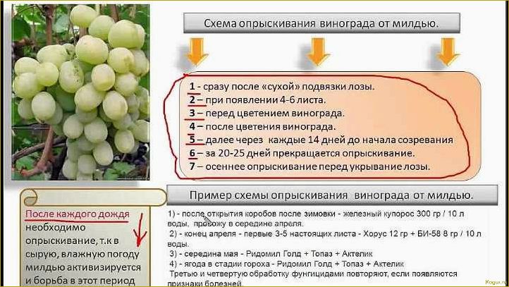 Изучаем заболевания виноградной лозы: анализ фотографий и описаний