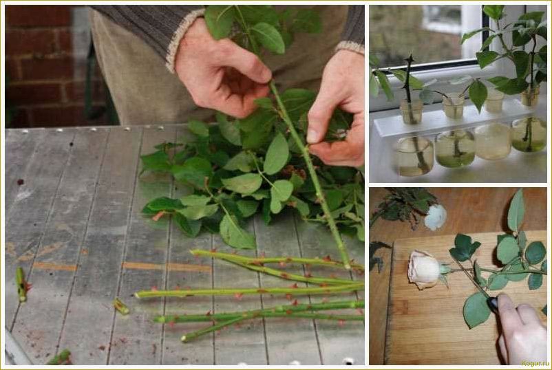 Как вырастить розу из букета: способы посадки и уход за черенками
