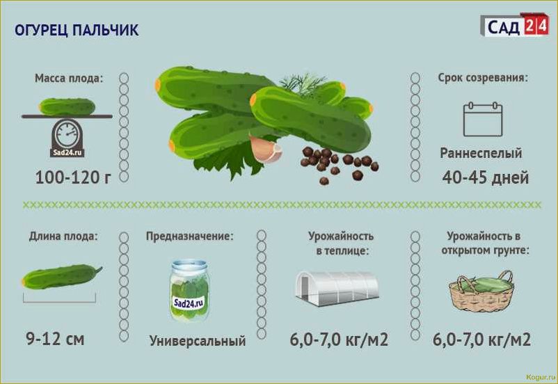 Какие семена огурцов самые лучшие для открытого грунта: секреты успешного огородничества