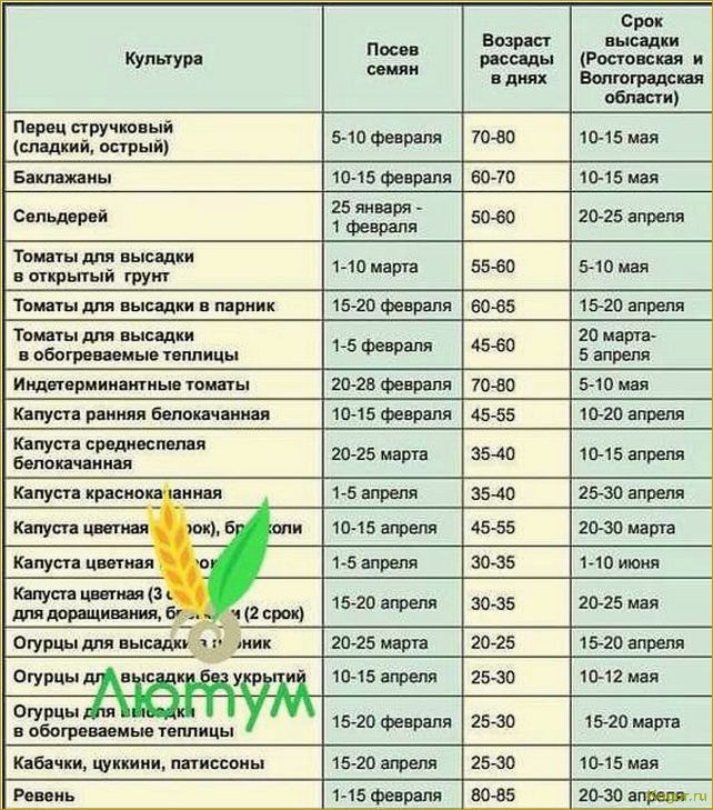 Какие семена огурцов самые лучшие для открытого грунта: секреты успешного огородничества