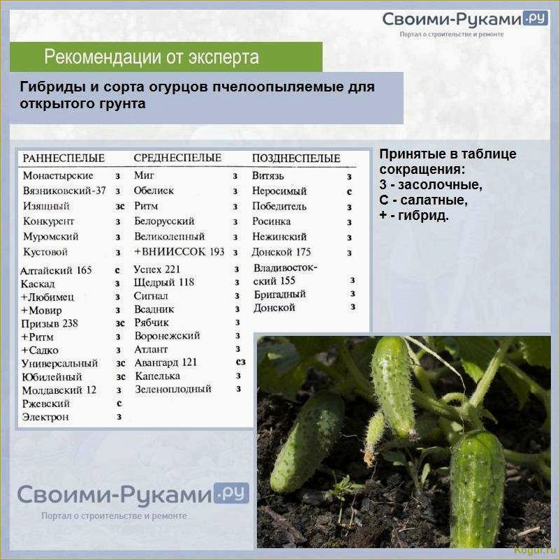 Какие семена огурцов самые лучшие для открытого грунта: секреты успешного огородничества