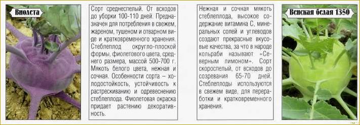 Капуста кольраби — все секреты выращивания сочного стеблеплода