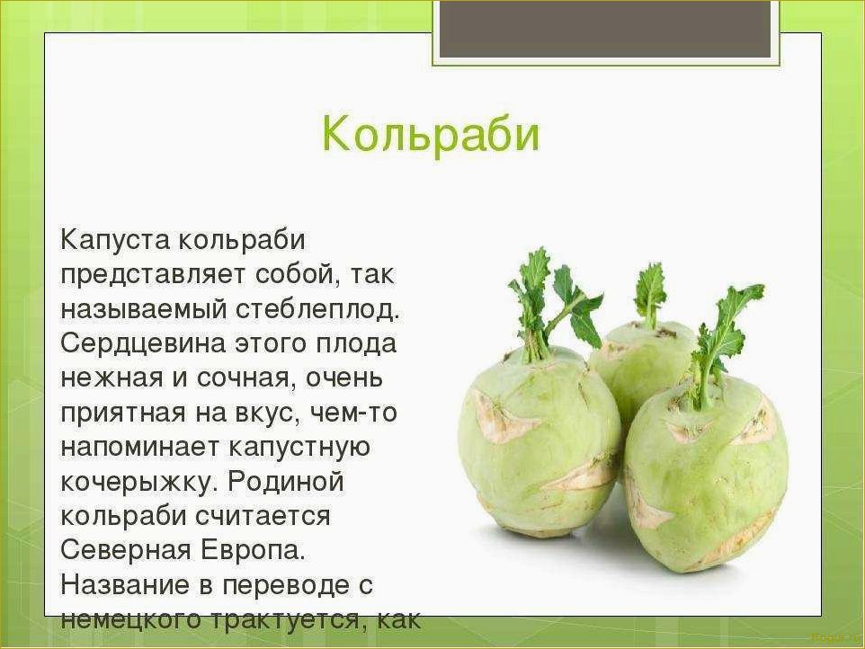 Капуста кольраби — все секреты выращивания сочного стеблеплода