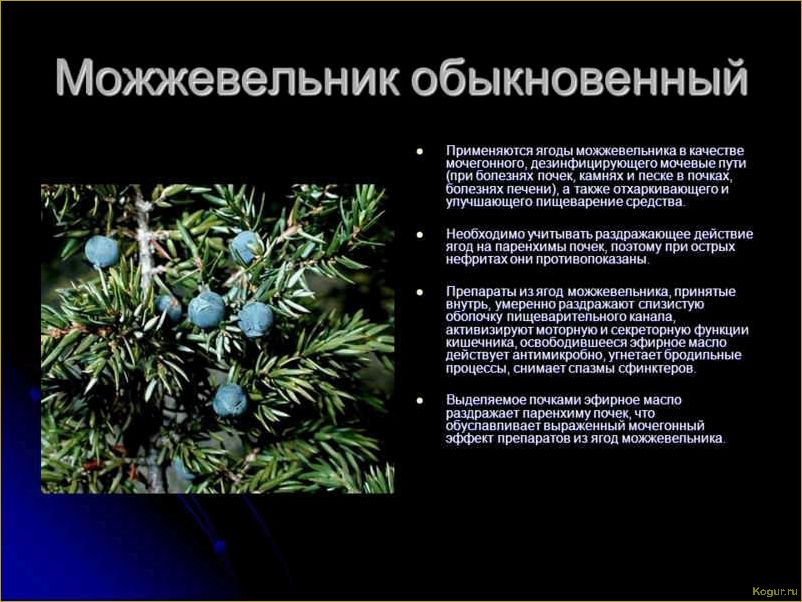 Подробное руководство по выбору и выращиванию различных сортов можжевельника обыкновенного для дачника