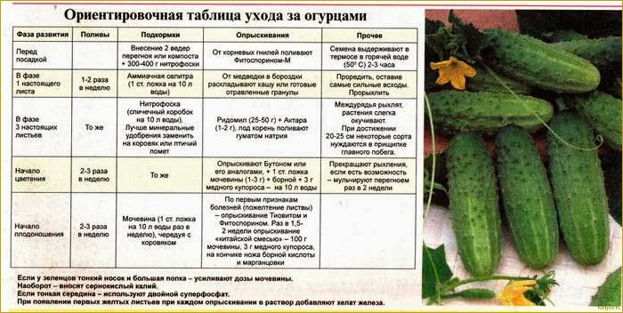 Введение в мир пастернака: все, что нужно знать о сортах и выращивании этого овоща