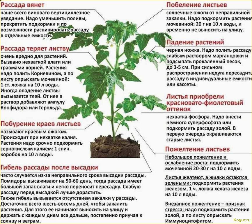 Введение в мир пастернака: все, что нужно знать о сортах и выращивании этого овоща