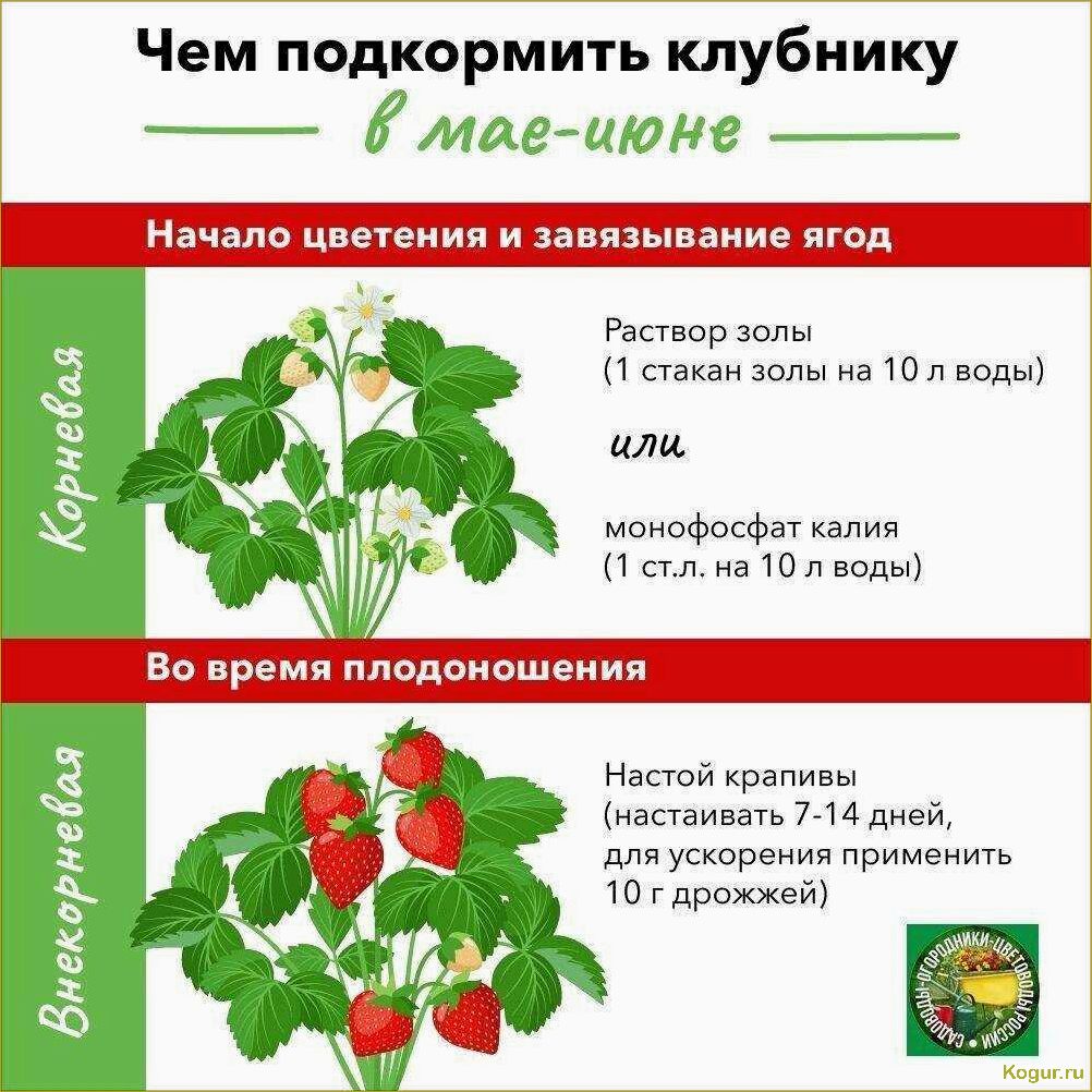 Введение в мир пастернака: все, что нужно знать о сортах и выращивании этого овоща