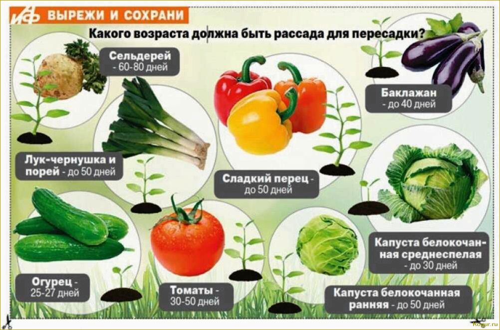 Введение в мир пастернака: все, что нужно знать о сортах и выращивании этого овоща