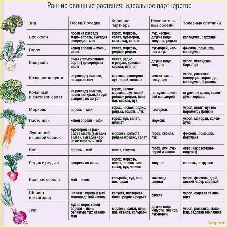 Введение в мир пастернака: все, что нужно знать о сортах и выращивании этого овоща