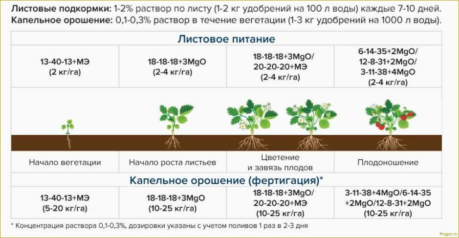 Осенняя подкормка растений: какие удобрения выбрать и как правильно их применять