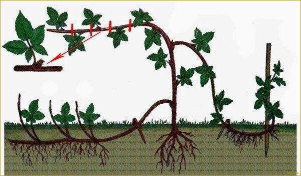 Особенности размножения и обрезки ежевики на даче